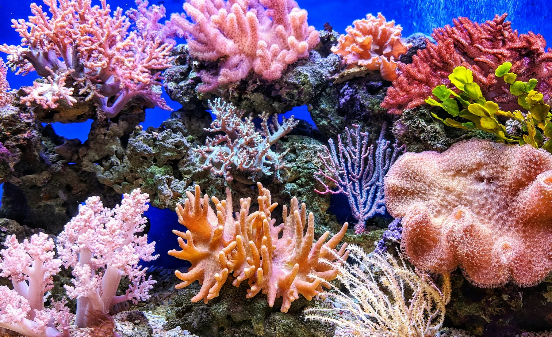 The Reef Wall