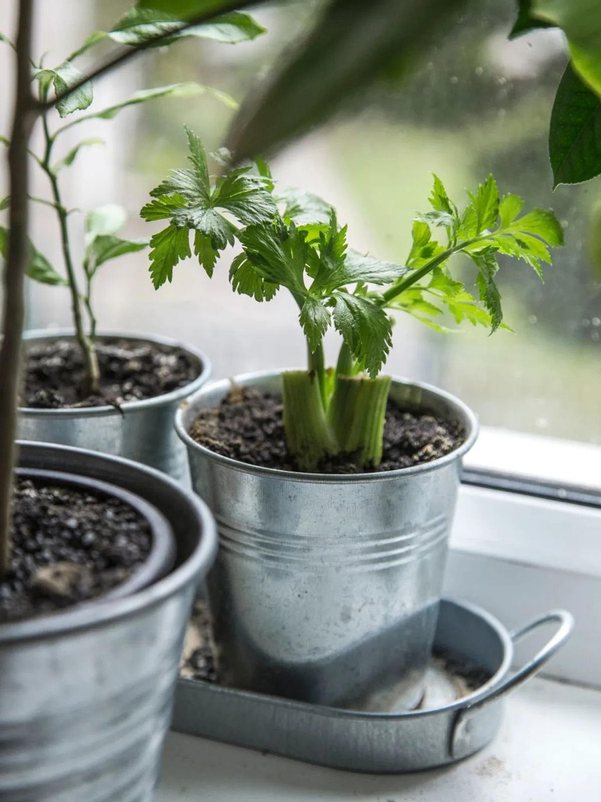 The kitchen windowsill