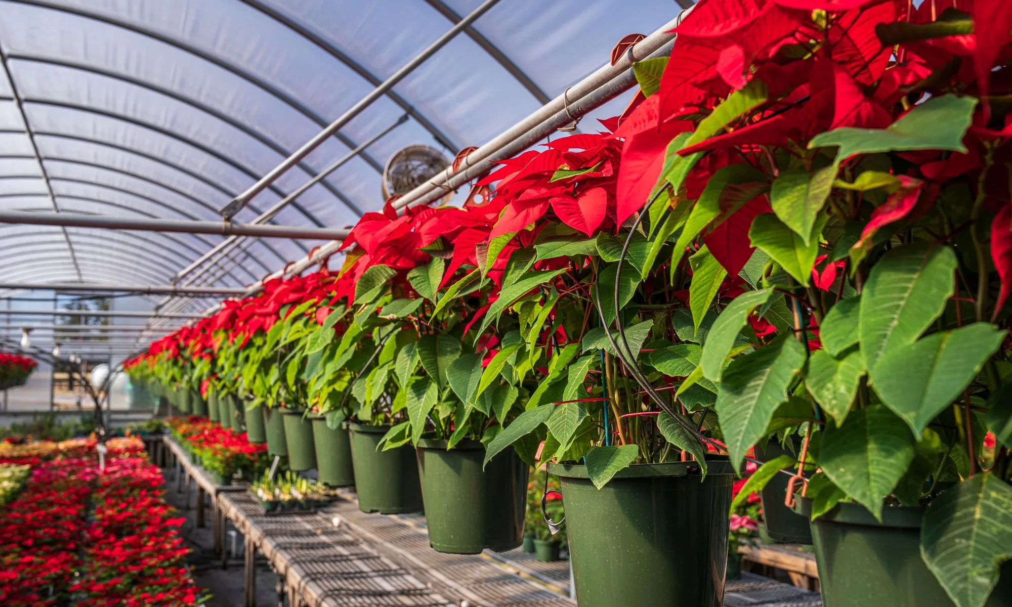 Verdelle Whitefield Greenhouse
