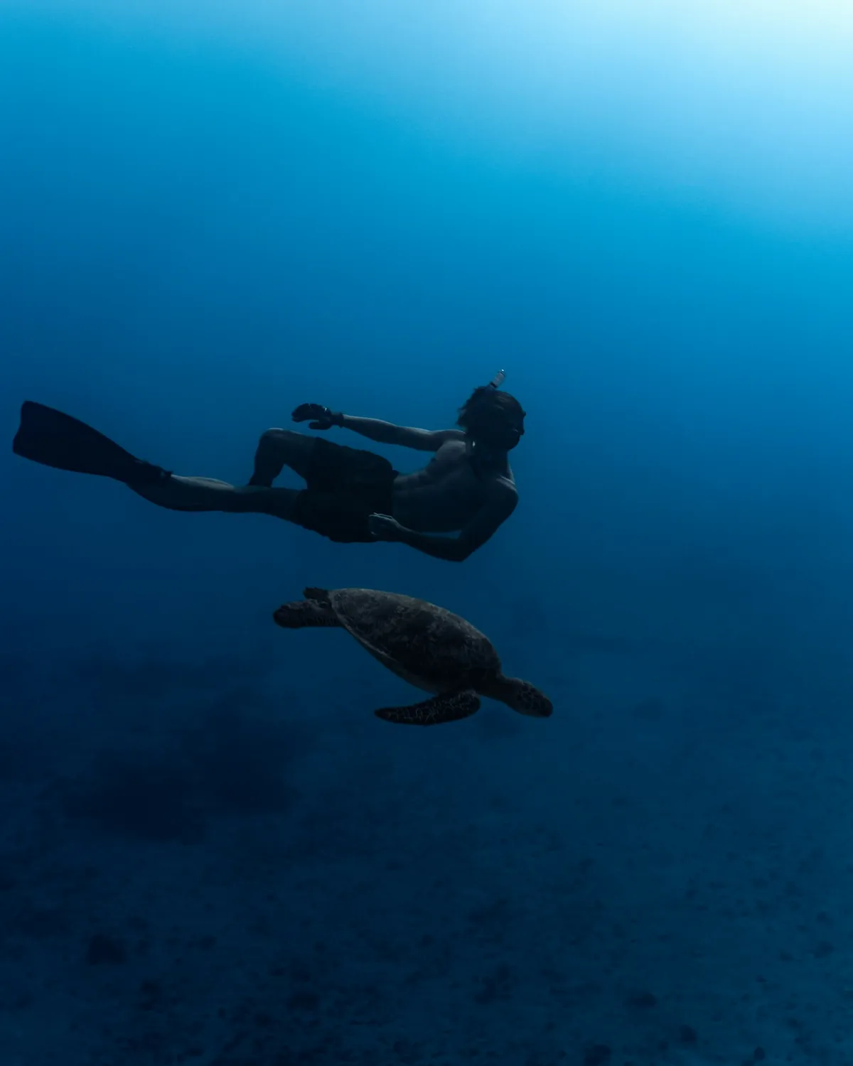 House Reef Snorkel
