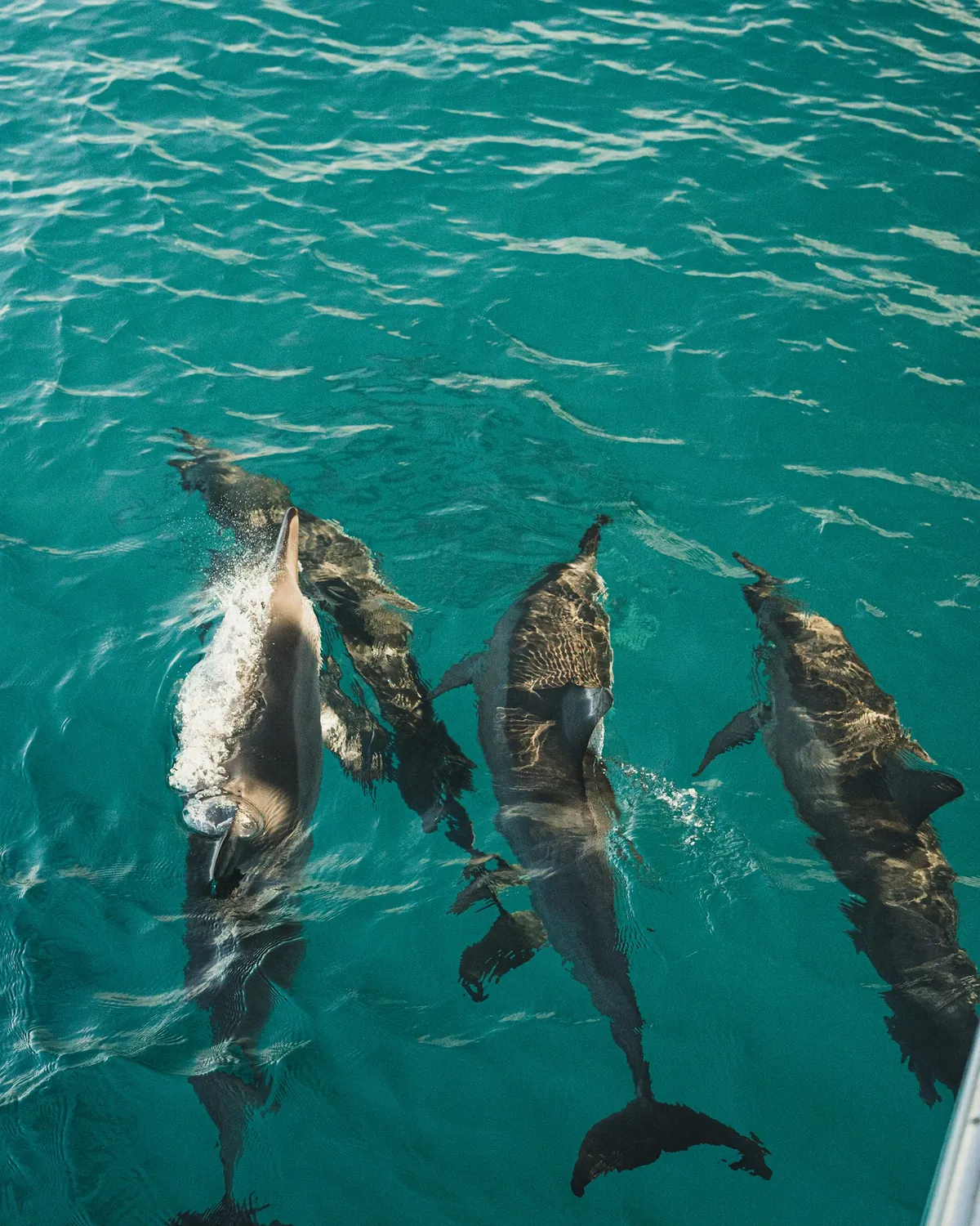 Dolphin Cruise