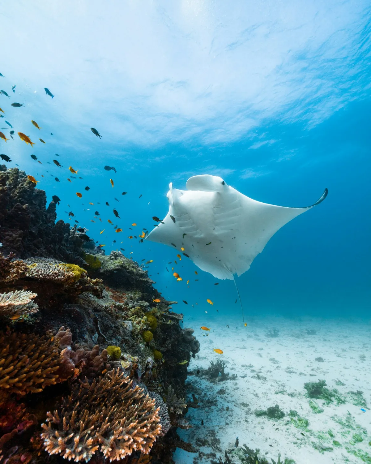 Swim with Mantas