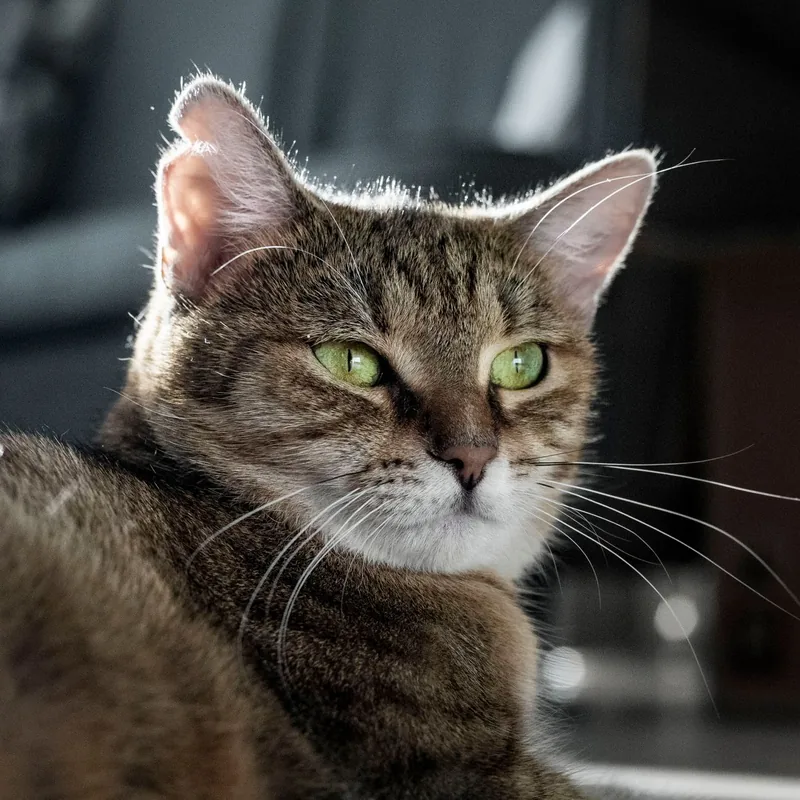 Miso