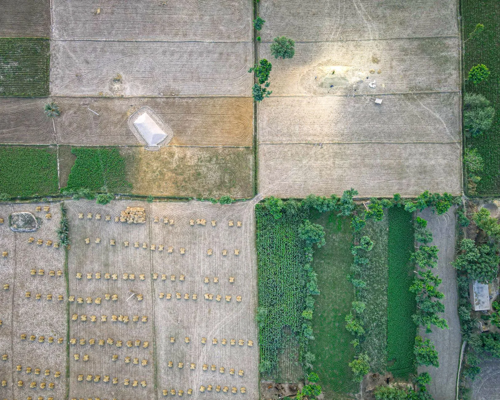 Nagaon Farm Plot