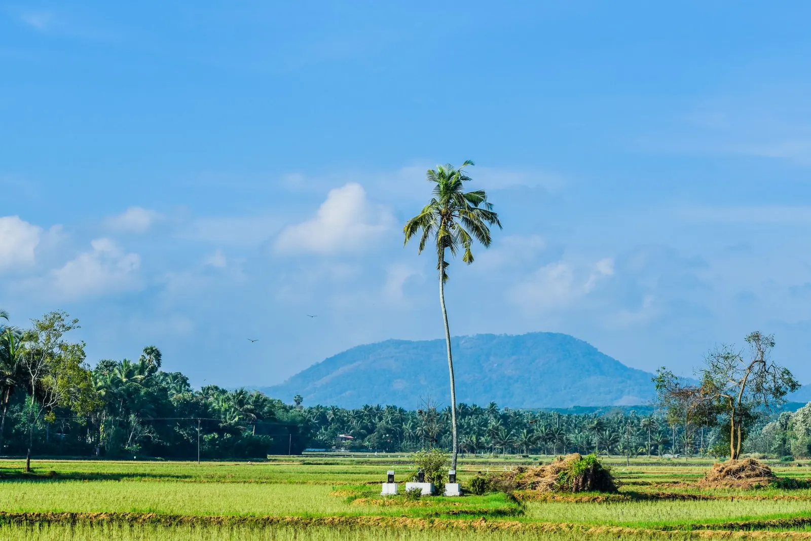 Assagao & Siolim