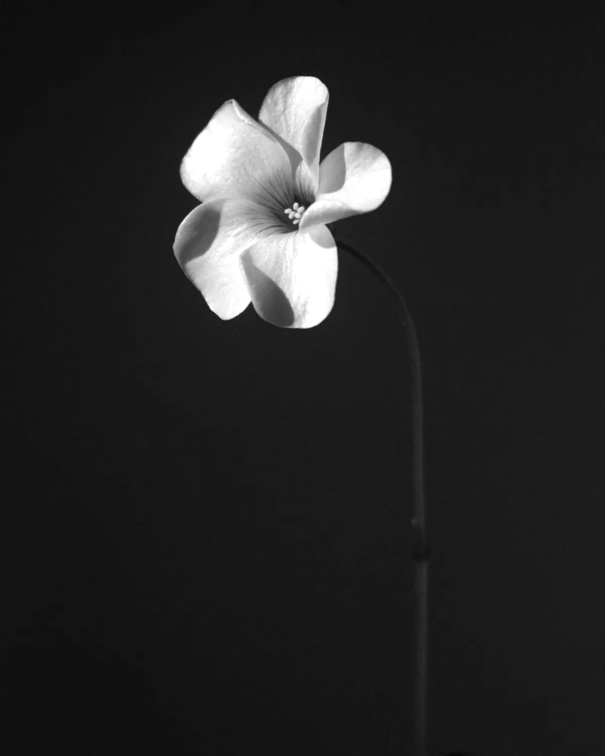 Quiet strength in full bloom