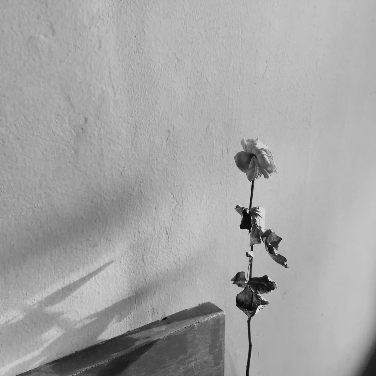 Dry Rose, Noon