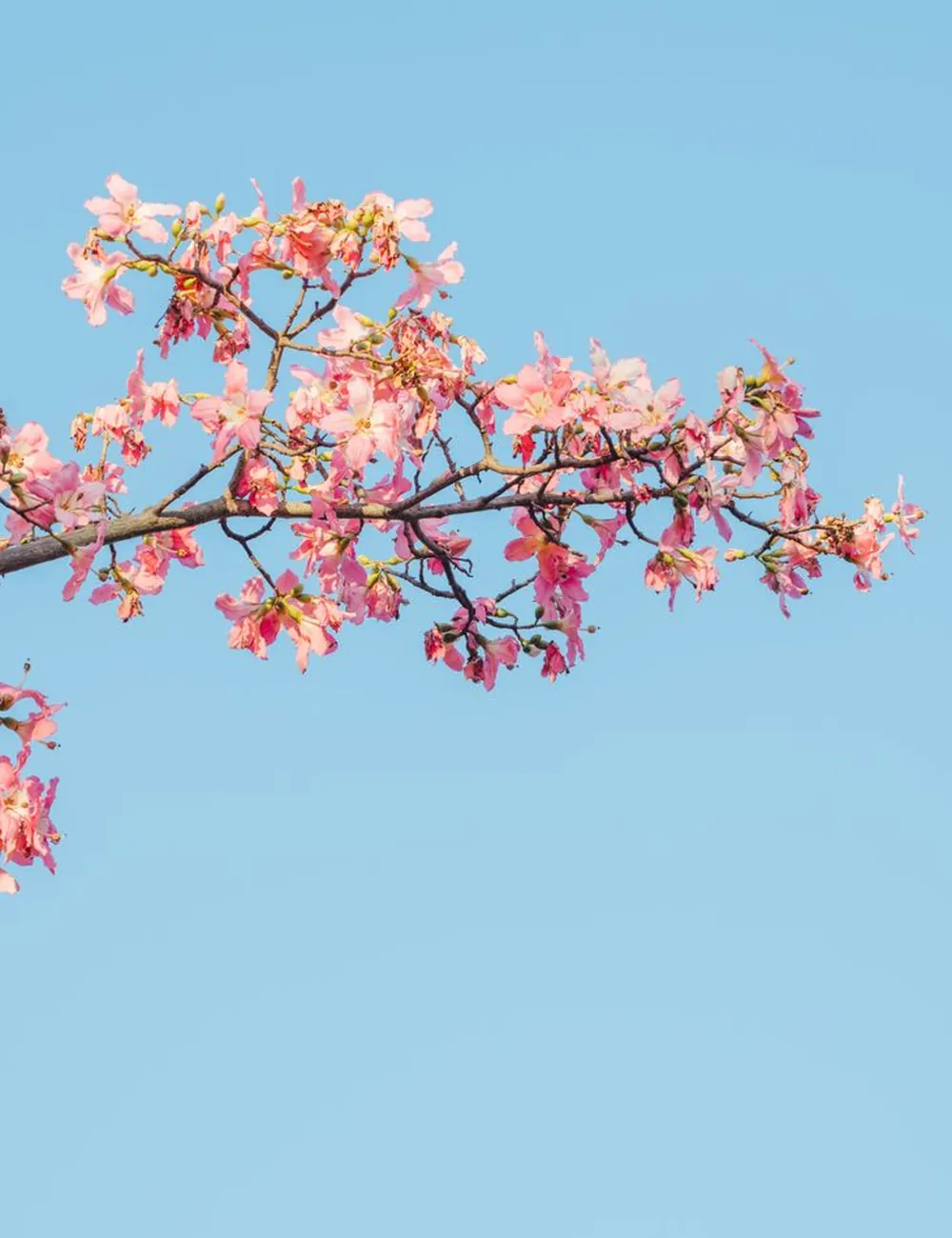 Petal Theory — overview