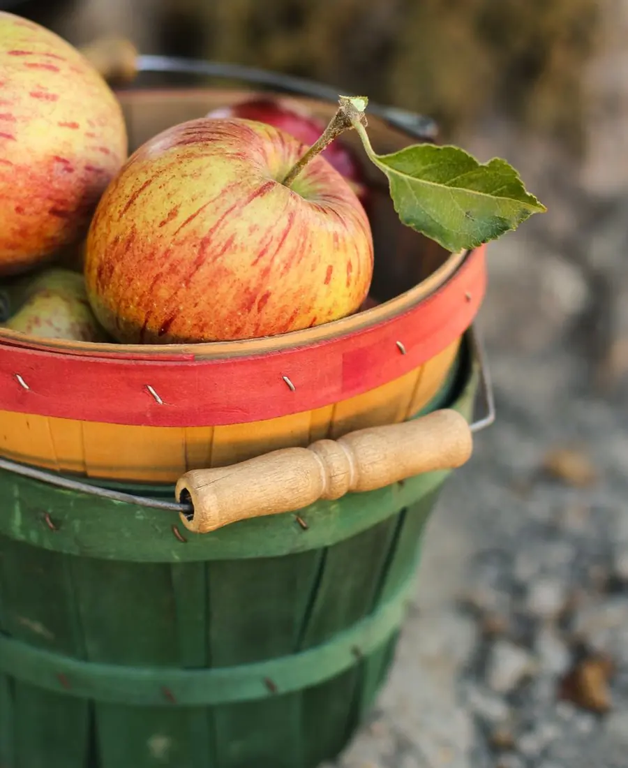Orchard-to-table lunch