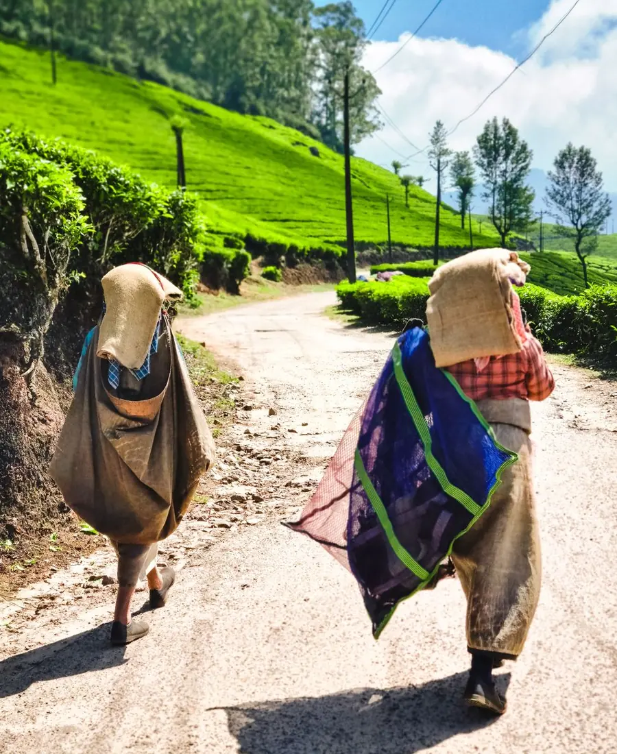 Tea-plucking & tasting