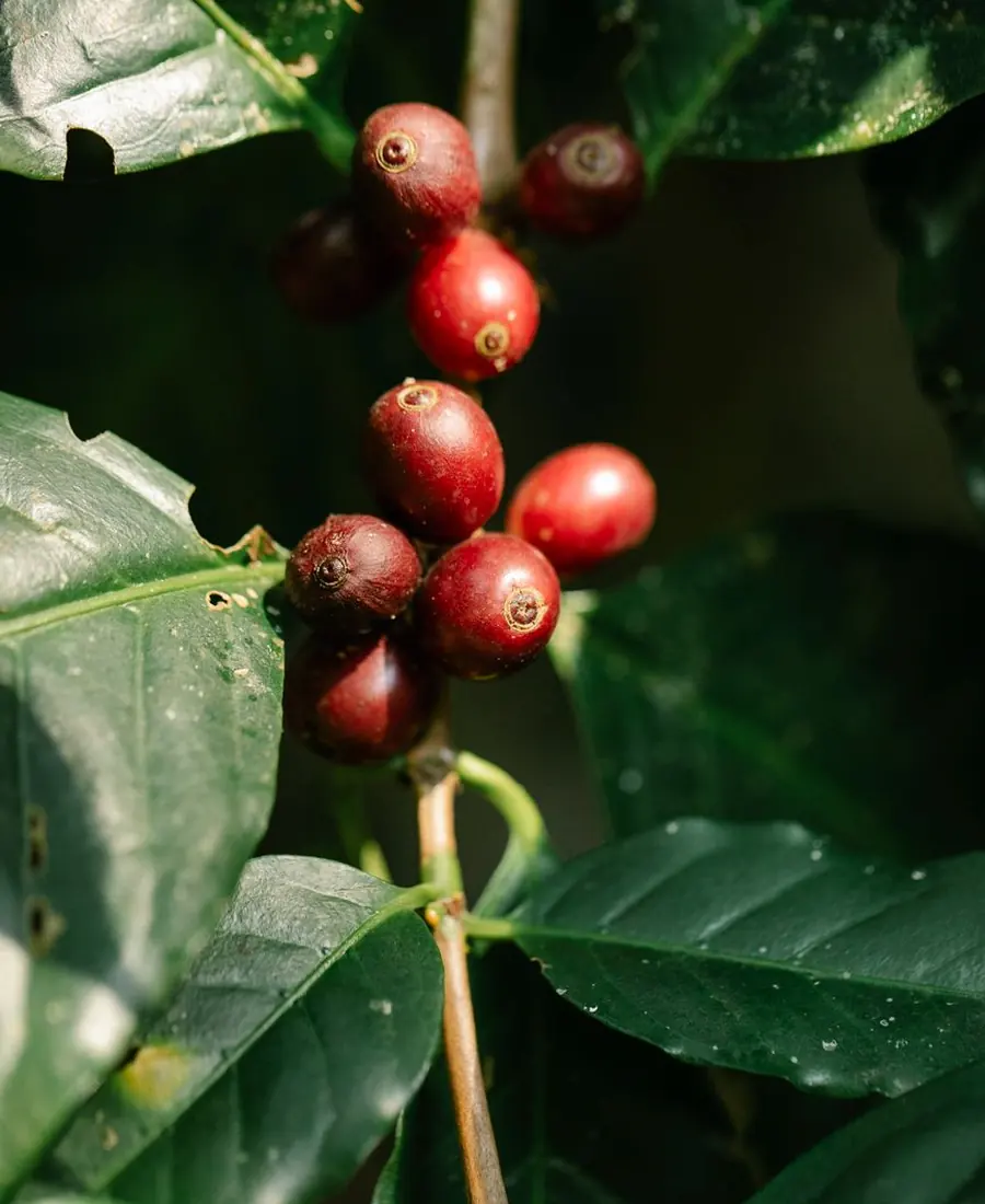 Coffee estate walk