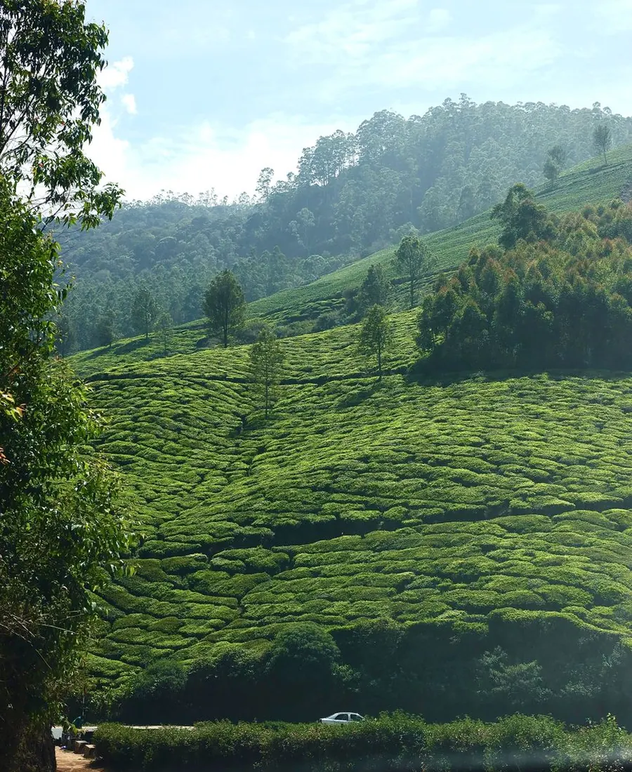Tea Fold Bungalow