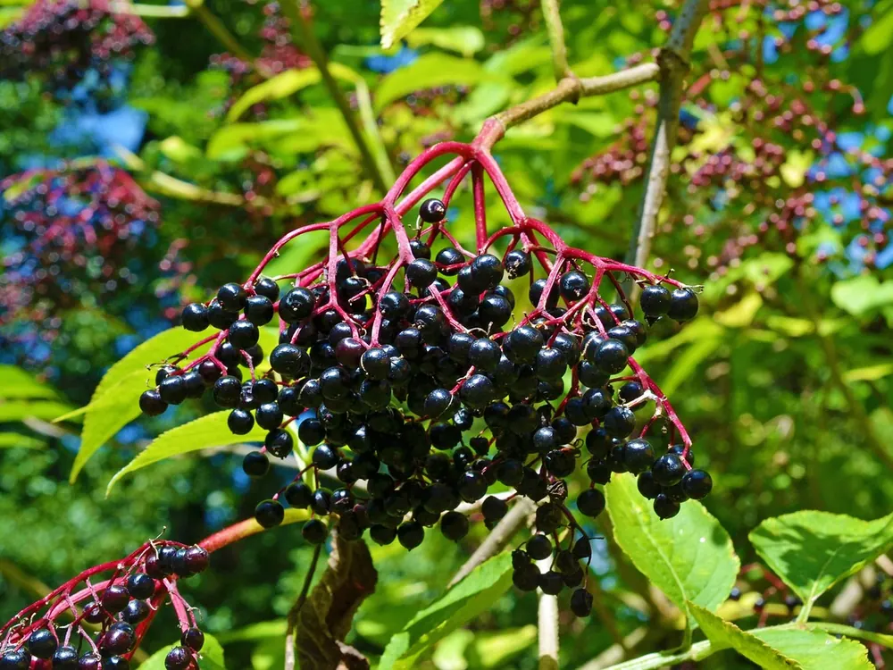 Elderberry
