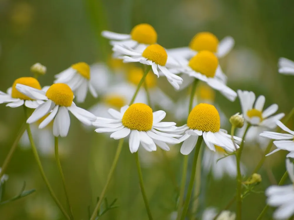 Chamomile