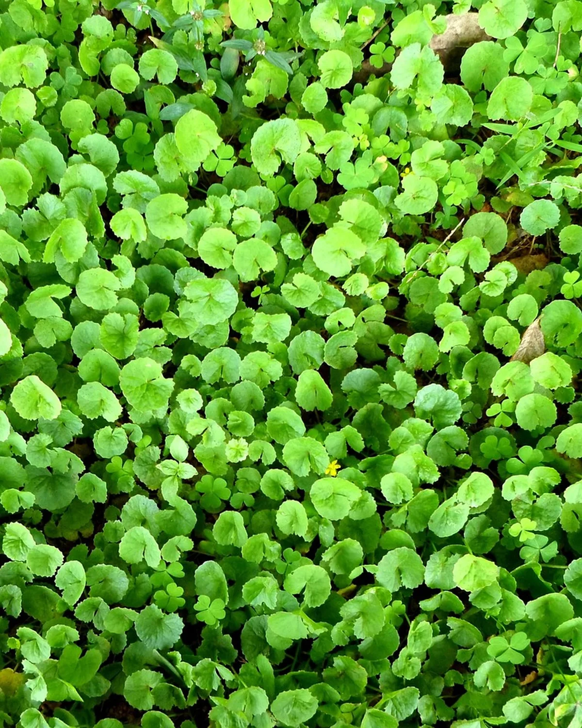 Barrier Calm Centella Serum