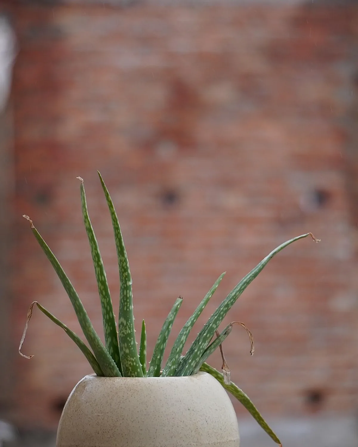 Aloe Cooling Face Mist