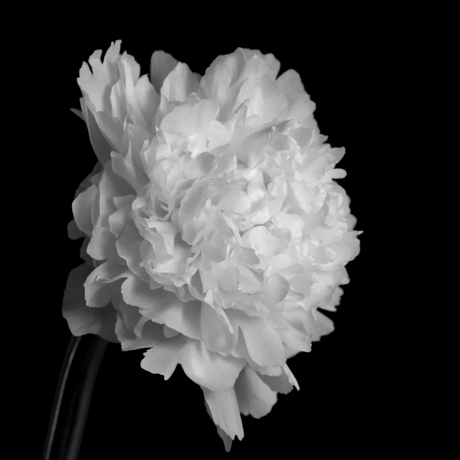 Anemone bloom, flash design by Mara D'Souza