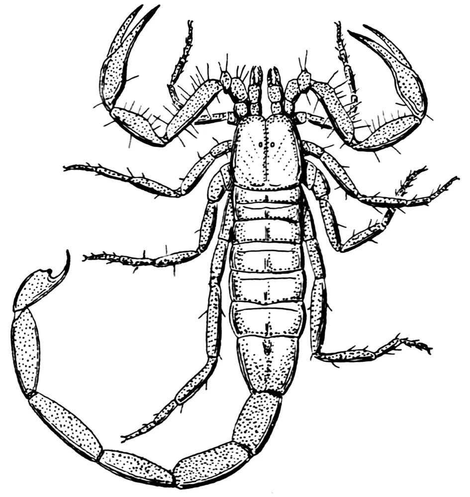 Scorpion, flash design by Kabir Rao