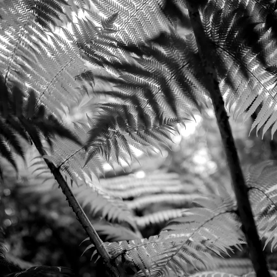 Fern frond, flash design by Mara D'Souza