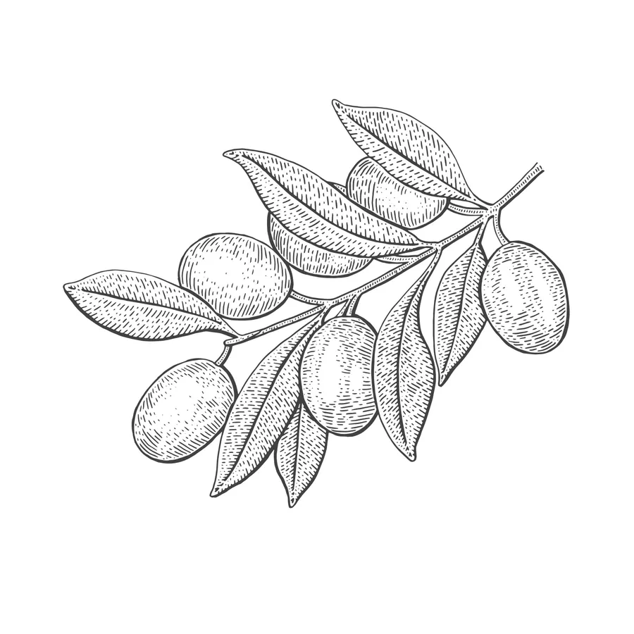 Olive branch, flash design by Mara D'Souza