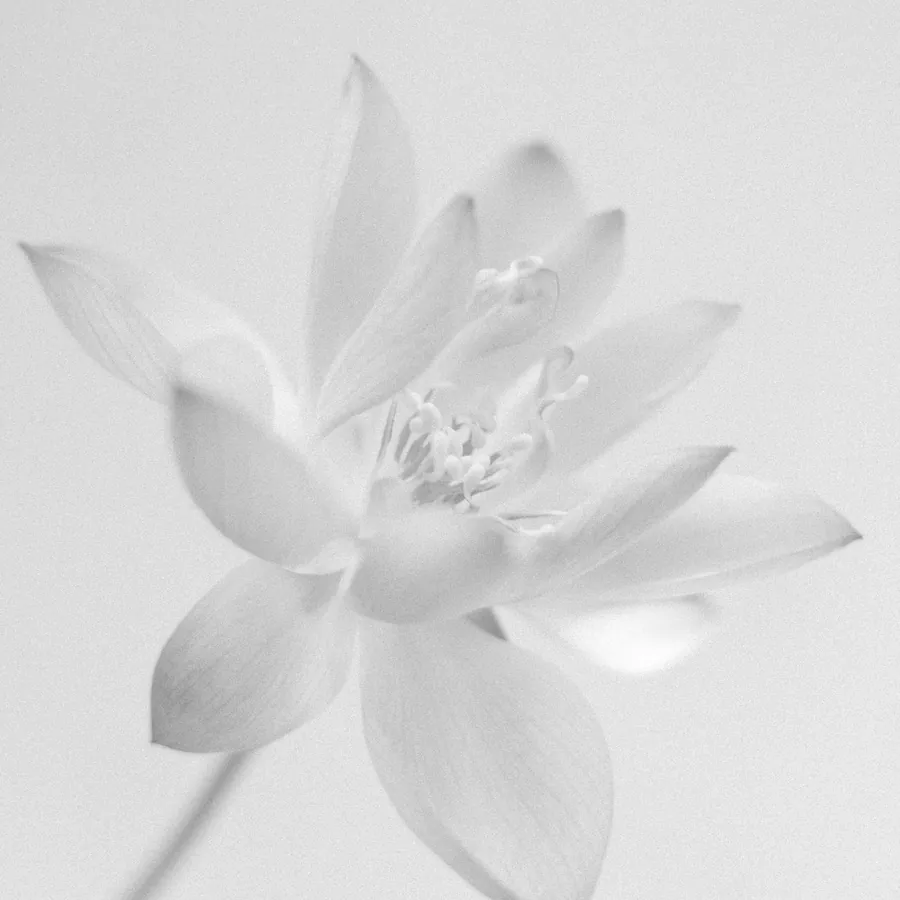 Lotus, flash design by Mara D'Souza