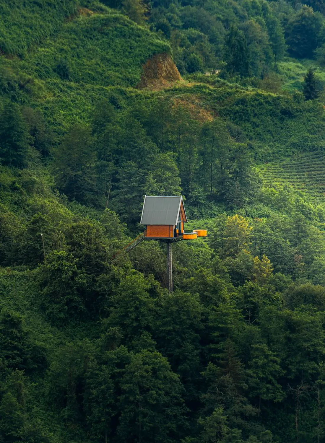 Canopy Treehouse