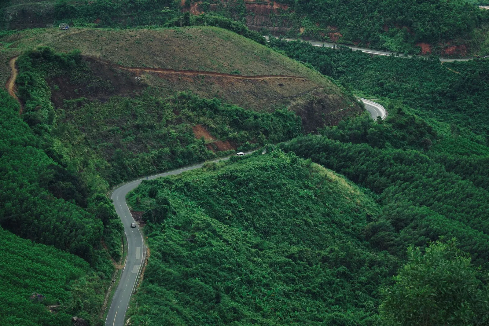 The estate road through the coffee